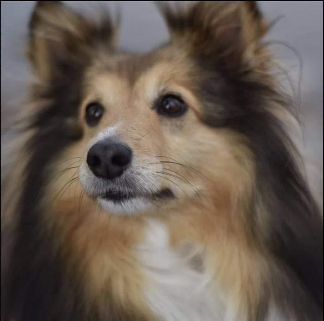 Max the dog